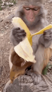 Monkey Eat Banana GIFs | Tenor
