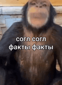 a chimpanzee is sitting in front of a brick wall with a caption in russian .