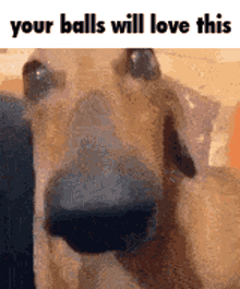 Your Balls Will Love This Balls GIF - Your Balls Will Love This Balls Yours GIFs