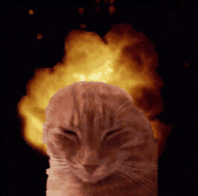 Exploding Cat Goku Il Gatto GIF - Exploding Cat Goku Il Gatto Gatto Esplosivo GIFs