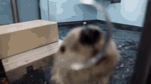 Otter Nose GIF - Otter Nose GIFs