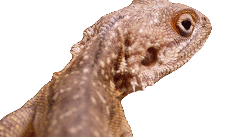Looking Up Agama Lizard Sticker - Looking Up Agama Lizard Our Living World Stickers