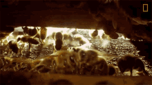 Hive National Honey Bee Day GIF - Hive National Honey Bee Day How Do Honeybees Get Their Jobs GIFs