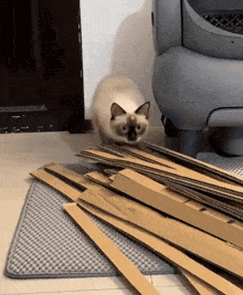 a cat is standing on a pile of cardboard boxes