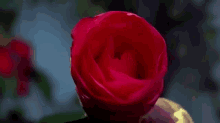 Rose GIF - Flower Bloom Rose GIFs