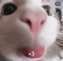 Cat Heart GIF