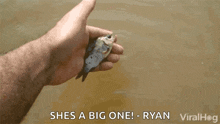 a man is holding a small fish in his hand and says she 's a big one ryan .