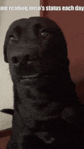 a picture of a black dog with a caption reading miso 's status each day