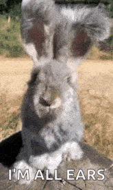 Angora Rabbit Fluffy GIF