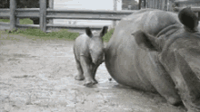 Parents...Always Setting A Good Example GIF - Cute Rhino Water GIFs