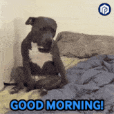 a picture of a dog sitting on a bed with the words " good morning " below it