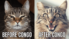 a before and after photo of a cat with the words before congo and after congo