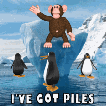 ive got piles ive got haemorrhoids piles penguins wet monkey