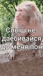 a monkey is sitting on a rock in the woods with a caption in russian .