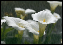 flower raining
