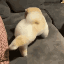 a puppy is standing on its hind legs on a couch .