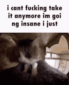 Going Insane Cat GIF - Going Insane Cat GIFs