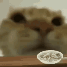 cat eating cereal