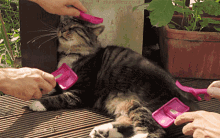 Cat Brushing GIF - Cat Brushing GIFs