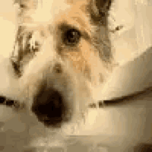 Dogs Pet GIF - Dogs Pet Drink GIFs