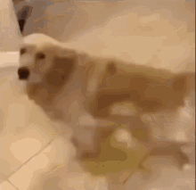 a dog is standing in a bathtub with a yellow stain on the floor .