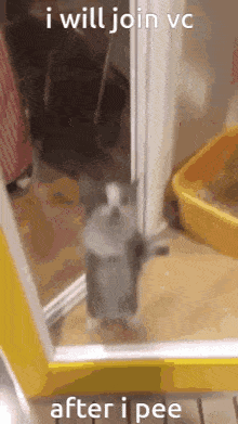 Cat Join Vc GIF - Cat Join Vc Join GIFs