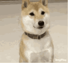 Nod Puppy GIF - Nod Puppy Akita GIFs