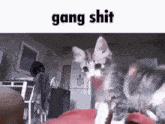 Gang Shit Cat Fist Bump GIF - Gang Shit Cat Fist Bump GIFs