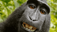 Monkey Chimpanzee GIF - Monkey Chimpanzee GIFs