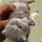 a person is petting a kitten laying on its back on a blanket .