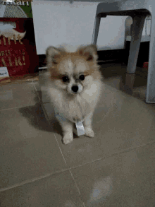 At My Back Puppy GIF - At My Back Puppy Dog GIFs