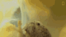 Amphipoda This Jellyfish Contains An Ecosystem GIF - Amphipoda This Jellyfish Contains An Ecosystem Malacostracan Crustaceans GIFs