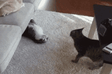 Cat Cats GIF - Cat Cats Couch GIFs
