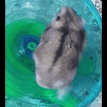 Hamsters Hamster Wheel GIF
