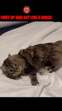 Act Like A Horse Possessed Cat GIF - Act Like A Horse Possessed Cat GIFs