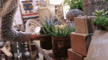 green plants plants cactus vase harpers bazaar