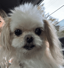 Dog Confused GIF - Dog Confused Bruh GIFs