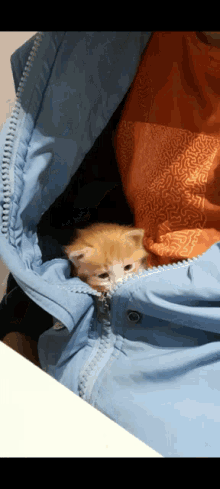 kitten jacket cute hiding baby