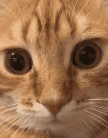 Cat Stress GIF - Cat Stress Eyelid GIFs