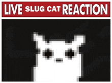 Slugcat Slug Cat GIF