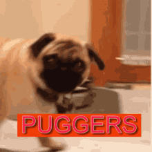 Puggers GIF - Puggers GIFs