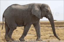 Elephant Epic Elephant Gamer GIF - Elephant Epic Elephant Gamer GIFs