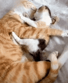 cats kitten clingy sweet love