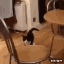 Cat Dancing GIF - Cat Dancing Walking GIFs