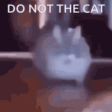 Do Not The Cat Cat GIF - Do Not The Cat Cat Cats GIFs