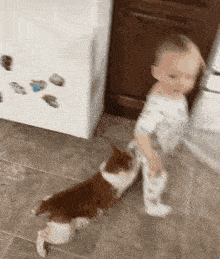 a baby is standing next to a brown and white cat .