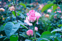 Aesthetic Rose GIF