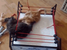 Wwe Cat Wrestling GIF