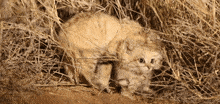 Sandcat Sand Cat GIF - Sandcat Sand Cat Wild Cat GIFs