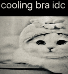 Cooling Brah Cat GIF - Cooling Brah Cat GIFs